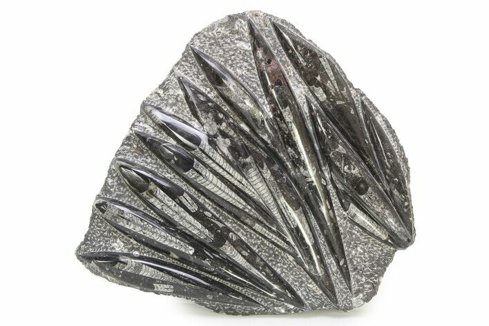 Polished Fossil Orthoceras (Cephalopod) Plate - Morocco #294999